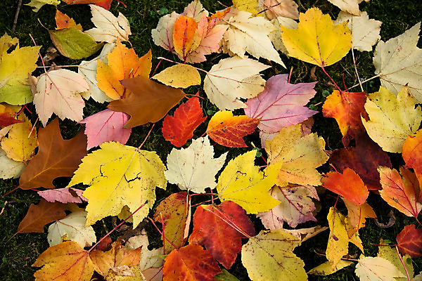 포토 JPG 해외이미지 나무 백그라운드 잎 오렌지 풍경 사람없음 빨간색 컬러풀 갈색 노란색 환경 가을 황금 그림 10월 해외202004 해외포토 식물 계절 컬러 과일 날짜 파일형식 이미지허브