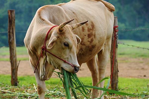 포토 JPG 해외이미지 동물 백그라운드 밭 농업 포유류 자연 하늘 풍경 사람없음 초록색 여름 파란색 농장 검은색 소고기 우유 흰색 시골 소 먹기 밭일 해외202004 해외포토 계절 산업 컬러 모션 유제품 육류 생태계 파일형식 이미지허브