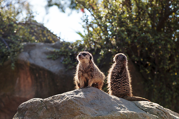 포토 JPG 해외이미지 동물 야생동물 아프리카 사람없음 나미비아 미어캣 보츠와나 해외202004 해외포토 나라 남아프리카 파일형식 이미지허브