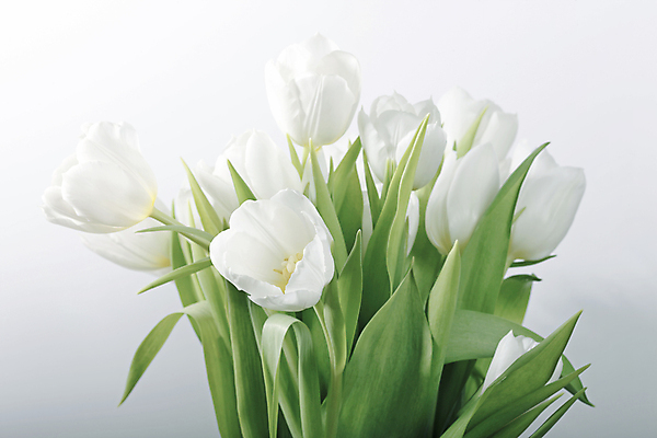 포토 JPG 해외이미지 식물 꽃 줄기 꽃다발 잎 자연 부활절 사람없음 봄 튤립 벚꽃 흰색 개화 고립 정물화 해외202004 해외포토 계절 기념일 컬러 그림 생태계 파일형식 이미지허브