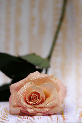 포토 JPG 해외이미지 꽃잎 꽃 밧줄 표시 선물 사랑 사람없음 물 장미 정원 습기 젖음 벚꽃 감각 개화 떨어짐 사인 만족 향기 서명 해외202004 해외포토 자연요소 식물 감정 줄 컨셉 냄새 파일형식 이미지허브