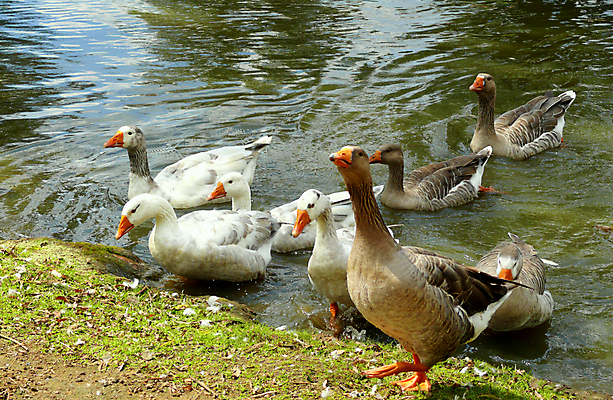 포토 JPG 해외이미지 동물 호수 자연 조류 사람없음 물 강 수영 흰색 우아함 닫기 댐 부리 거위 서식지 해외202004 해외포토 자연요소 공공시설 컬러 컨셉 모션 수상스포츠 생태계 파일형식 이미지허브