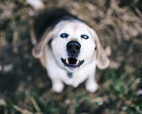 포토 JPG 해외이미지 응시 시선 포유류 사람없음 야외 영혼 닫기 중앙 치아 배고픔 송곳니 옛날 지원 충실 해외202004 해외포토 동물 모션 소화기관 파일형식 이미지허브