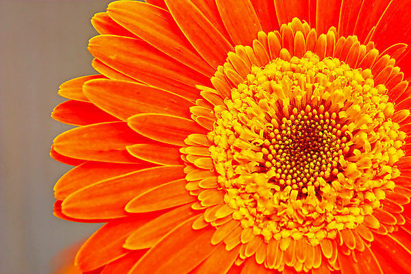 포토 JPG 해외이미지 식물 계절 꽃 꽃무늬 오렌지 자연 사람없음 벚꽃 데이지 거베라 내추럴 해외202004 해외포토 무늬 과일 생태계 파일형식 이미지허브