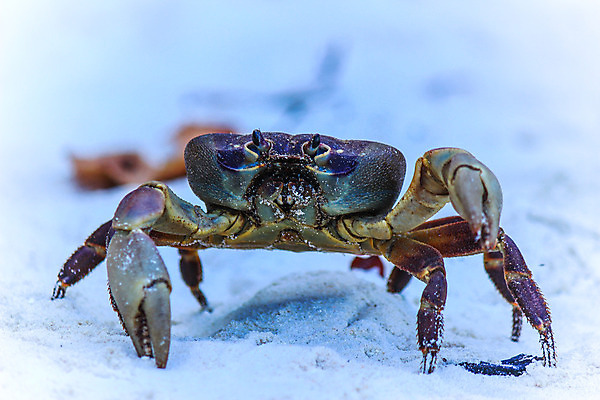 포토 JPG 해외이미지 동물 야생동물 모래 바다 백그라운드 패턴 바닥 사람없음 게 닫기 고립 발톱 해외202004 해외포토 무늬 모션 발 갑각류 파일형식 이미지허브