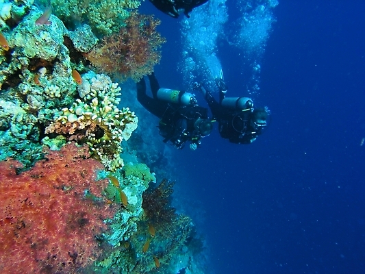포토 JPG 해외이미지 식물 동물 야생동물 잎 자연 표면 어류 사람없음 초록색 물 반사 사진촬영 수중 투명 스노클링 산호 잠수부 잠수함 다이빙 암초 동물상 해외202004 해외포토 자연요소 컬러 조형물 촬영 수영 수중동물 수상스포츠 자포동물 전문직 생태계 수중스포츠 파일형식 이미지허브