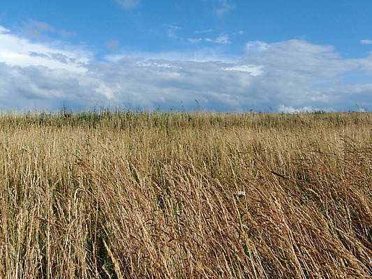 포토 JPG 해외이미지 구름 밭 하늘 풍경 사람없음 목재 초록색 해외202004 해외포토 자연요소 나무 컬러 농업 재료 파일형식 이미지허브