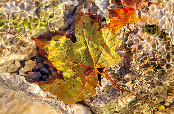 포토 JPG 해외이미지 식물 계절 유럽 호수 잎 오렌지 자연 표면 추상 사람없음 야외 빨간색 물 컬러풀 노란색 환경 수중 침묵 이탈리아 덮개 가을 연못 개울 아래 10월 내추럴 해외202004 해외포토 자연요소 나라 컬러 무늬 과일 강 소리 뚜껑 날짜 방향 생태계 위치 파일형식 이미지허브