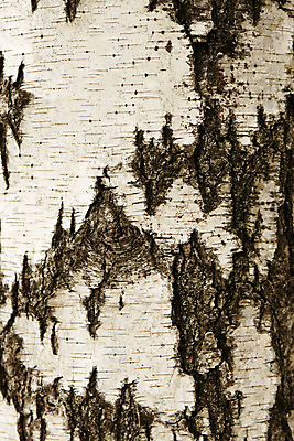 포토 JPG 해외이미지 나무 식물 외관 백그라운드 패턴 자연 벽지 표면 추상 이끼 사람없음 목재 장식 환경 검은색 줄무늬 회색 껍질 흰색 점 거친 균열 플랫 숲 낟알 묘사 유기농 질감 날것 통나무 나무껍질 자작나무 잡동사니 내추럴 구김 생태학 수목 썩음 해외202004 해외포토 웰빙 교육 컬러 무늬 재료 모션 생태계 파일형식 이미지허브