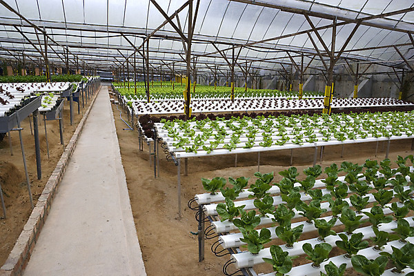 포토 JPG 해외이미지 산업 잎 농업 채소 주택 실내 사람없음 농작물 농장 농경지 수확 신선 상추 허브 유기농 원예 로메인상추 해외202004 해외포토 식물 웰빙 취미 내부 건물 파일형식 이미지허브