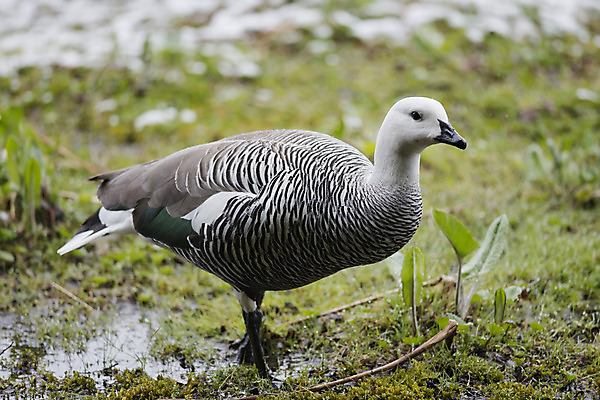 포토 JPG 해외이미지 동물 1 남자 야생동물 자연 조류 국립공원 사람없음 흰색 거위 물새 아르헨티나 해외202004 해외포토 공원 컬러 사람 남아메리카 생태계 파일형식 이미지허브