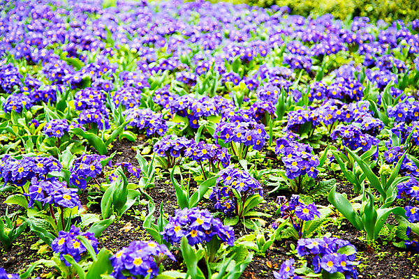 포토 JPG 해외이미지 식물 계절 공원 꽃잎 꽃 백그라운드 잎 꽃무늬 패턴 밭 농업 자연 벽지 추상 사람없음 야외 빨간색 초록색 파란색 빛 컬러풀 태양 농장 노란색 정원 맑음 보라색 봄 활발 성장 벚꽃 흰색 시골 신선 질감 데이지 내추럴 많음 해외202004 해외포토 자연요소 공공시설 산업 컬러 컨셉 무늬 날씨 생태계 파일형식 이미지허브