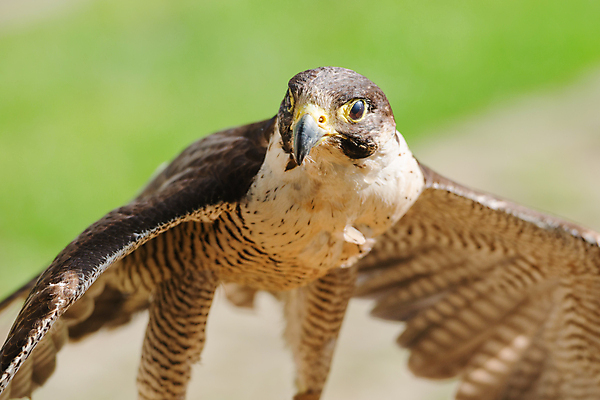 포토 JPG 해외이미지 한마리 응시 백그라운드 날개 조류 근접촬영 사람없음 야외 펼침 부리 매 해외202004 해외포토 동물 1 시선 뷰포인트 모션 파일형식 이미지허브