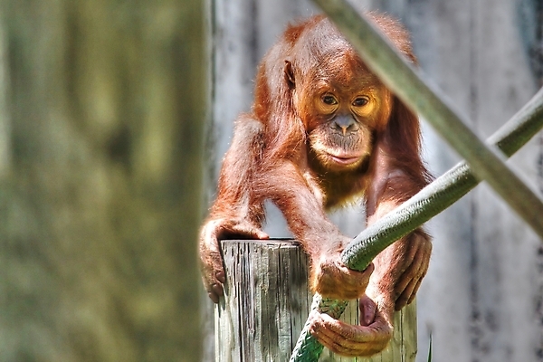 포토 JPG 해외이미지 한마리 새끼 동물원 사람없음 잡기 유인원 오랑우탄 해외202004 해외포토 동물 1 포유류 모션 파일형식 이미지허브