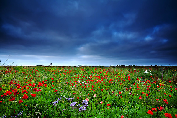 포토 JPG 해외이미지 식물 구름 계절 꽃 밭 자연 하늘 풍경 사람없음 야외 빨간색 초록색 여름 농경지 들꽃 벚꽃 시골 개화 네덜란드 양귀비 폭풍 많음 수평선 해외202004 해외포토 자연요소 유럽 컬러 컨셉 농업 날씨 농장 생태계 파일형식 이미지허브