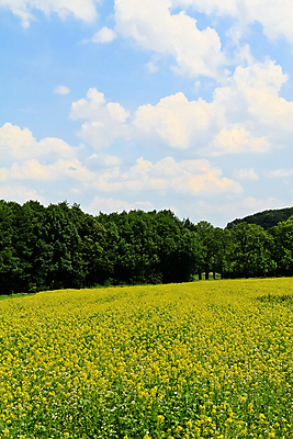 포토 JPG 해외이미지 나무 식물 구름 계절 유럽 산업 여행 밭 자연 하늘 씨앗 풍경 사람없음 야외 초록색 여름 파란색 농작물 태양 농장 노란색 환경 맑음 봄 수확 성장 시골 신선 황금 숲 땅 유채 내추럴 밭일 해외202004 해외포토 자연요소 꽃 나라 컬러 농업 날씨 생태계 파일형식 이미지허브