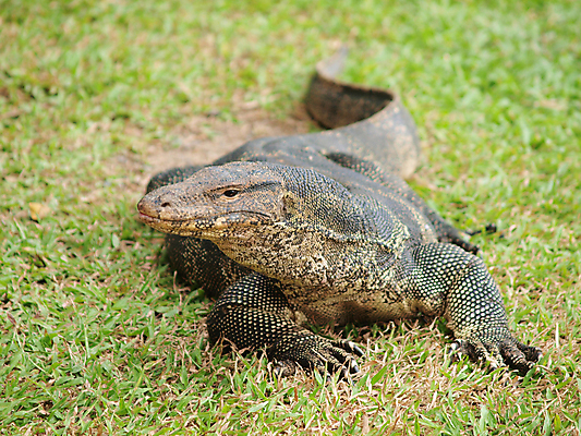 포토 JPG 해외이미지 동물 응시 섬 파충류 근접촬영 사람없음 야외 큼 도마뱀 해외202004 해외포토 시선 뷰포인트 크기 파일형식 이미지허브