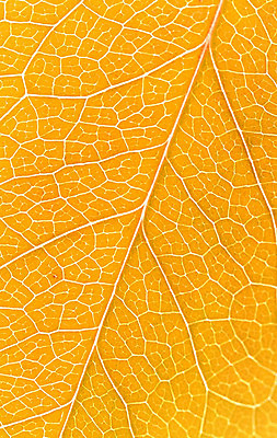 포토 JPG 해외이미지 나무 식물 디자인 계절 백그라운드 단풍 잎 패턴 오렌지 자연 프레임 건조 사람없음 장식 빨간색 컬러풀 노란색 환경 활발 가을 흰색 황금 숲 9월 11월 묘사 오브젝트 질감 10월 내추럴 강렬 떠남 옛날 많음 해외202004 해외포토 컬러 컨셉 무늬 과일 모션 날짜 생태계 파일형식 이미지허브