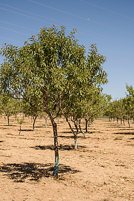 포토 JPG 해외이미지 나무 식물 밭 농업 과일 자연 하늘 풍경 사람없음 초록색 농장 견과류 시골 스페인 숲 땅 호두 지역 아몬드 밭일 스페인어 줄서기 해외202004 해외포토 유럽 산업 컬러 모션 생태계 파일형식 이미지허브