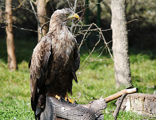 포토 JPG 해외이미지 동물 유럽 야생동물 자연 조류 사람없음 초록색 갈색 힘 깃털 부리 독수리 육식동물 해외202004 해외포토 나라 컬러 생태계 파일형식 이미지허브