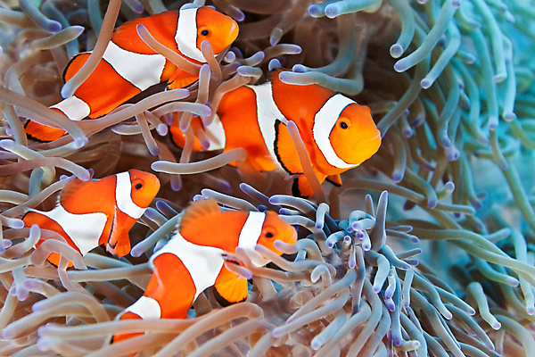 포토 JPG 해외이미지 식물 동물 야생동물 자연 어류 사람없음 물 수중 산호 암초 동물상 소금물 아네모네 해외202004 해외포토 자연요소 꽃 조형물 수중동물 자포동물 생태계 파일형식 이미지허브