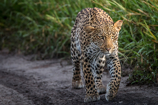 포토 JPG 해외이미지 주간 한마리 응시 야생동물 자연 초원 사람없음 야외 아웃포커스 걷기 맹수 표범 해외202004 해외포토 자연요소 동물 1 시선 포유류 모션 촬영기법 생태계 파일형식 이미지허브