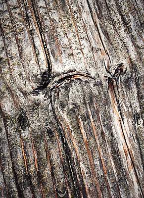 포토 JPG 해외이미지 모양 나무 식물 선 조각 백그라운드 패턴 자연 탁자 추상 미술 사람없음 목재 갈색 회색 소나무 원형 균열 자르기 질감 내추럴 수목 옛날 노화 해외202004 해외포토 도형 컬러 가구 컨셉 무늬 재료 모션 문화예술 생태계 파일형식 이미지허브