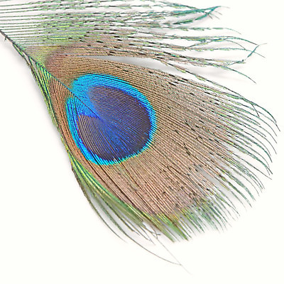 포토 JPG 해외이미지 동물 디자인 야생동물 백그라운드 패턴 자연 조류 추상 사람없음 초록색 파란색 컬러풀 흰색 우아함 공작 깃털 질감 꼬리 솜털 고립 이국적 해외202004 해외포토 컬러 컨셉 무늬 생태계 파일형식 이미지허브