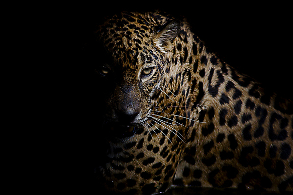 포토 JPG 해외이미지 한마리 응시 야생동물 검은배경 실내 사람없음 어둠 맹수 표범 해외202004 해외포토 동물 1 시선 백그라운드 포유류 내부 검은색 파일형식 이미지허브