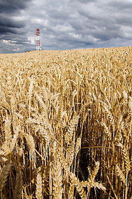 포토 JPG 해외이미지 구름 접시 산업 음식 밭 농업 통신 자연 하늘 모바일 무선통신 세포 안테나 옥수수 풍경 사람없음 세로 여름 파란색 스마트폰 글로벌 탑 맑음 텔레비전 인공위성 정보 수확 네트워크 연결 낟알 밀 전화기 언덕 라디오 신호 방송 송신기 셀룰러 해외202004 해외포토 자연요소 식기 건축물 계절 컬러 날씨 곡류 전자제품 핸드폰 스마트기기 생태계 파일형식 이미지허브