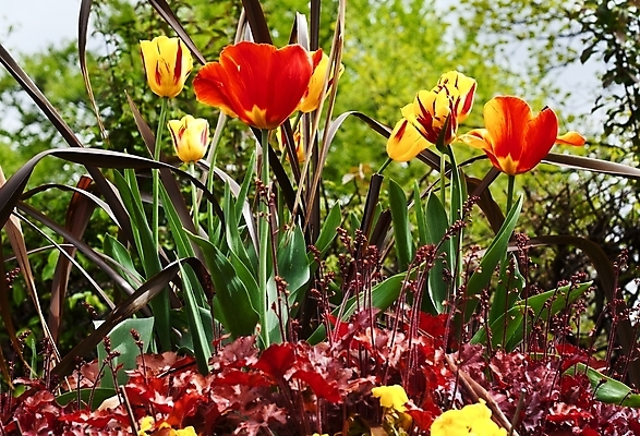 포토 JPG 해외이미지 식물 계절 꽃잎 꽃 분홍색 꽃다발 백그라운드 잎 꽃무늬 밭 자연 부활절 사람없음 빨간색 초록색 파란색 빛 컬러풀 햇빛 태양 노란색 정원 맑음 봄 활발 들꽃 튤립 벚꽃 광선 시골 신선 개화 해외202004 해외포토 자연요소 기념일 컬러 컨셉 무늬 농업 날씨 생태계 파일형식 이미지허브