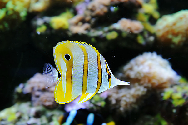 포토 JPG 해외이미지 동물 야생동물 바다 섬 여행 백그라운드 학교 자연 휴가 바닥 이집트 어류 풍경 사람없음 빨간색 물 파란색 컬러풀 노란색 환경 바닷속 수중 수영 스노클링 산호 아래 다이빙 암초 수족관 내추럴 깊이 소금물 이국적 해외202004 해외포토 자연요소 교육 컬러 아프리카 수중동물 수상스포츠 자포동물 방향 생태계 위치 수중스포츠 파일형식 이미지허브