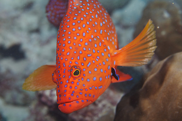 포토 JPG 해외이미지 바다 여행 아프리카 어류 사람없음 빨간색 파란색 수중 다이빙 엽서 인도양 세이셸 해외202004 해외포토 나라 컬러 수영 수중동물 편지 수중스포츠 파일형식 이미지허브