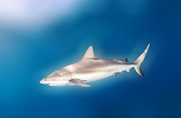 포토 JPG 해외이미지 동물 야생동물 스포츠 바다 여행 백그라운드 자연 어류 사람없음 야외 물 파란색 바닷속 수중 산호 위험 다이빙 육식동물 암초 깊이 바하마 해외202004 해외포토 자연요소 컬러 컨셉 수영 수중동물 자포동물 생태계 수중스포츠 파일형식 이미지허브