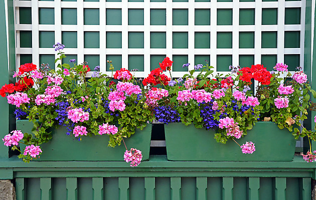 포토 JPG 해외이미지 식물 꽃잎 꽃 꽃무늬 자연 선반 사람없음 장식 초록색 컬러풀 정원 봄 벚꽃 개화 원예 제라늄 해외202004 해외포토 계절 컬러 가구 무늬 취미 생태계 파일형식 이미지허브