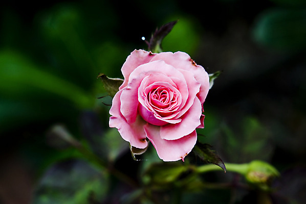 포토 JPG 해외이미지 식물 1 꽃잎 꽃 줄기 분홍색 잎 꽃무늬 자연 사람없음 야외 초록색 햇빛 장미 벚꽃 원예 내추럴 꽃수술 혼자 해외202004 해외포토 컬러 무늬 취미 태양 생태계 파일형식 이미지허브