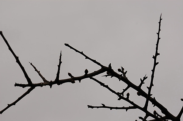 포토 JPG 해외이미지 나무 식물 계절 실루엣 선 백그라운드 겨울 자연 추상 사람없음 목재 검은색 어둠 회색 성장 나뭇가지 가시 선택 방향 묘사 날카로움 블러 미니멀 해외202004 해외포토 컬러 컨셉 무늬 재료 촬영기법 생태계 파일형식 이미지허브