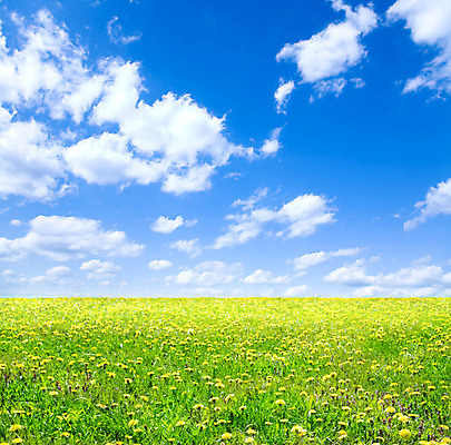 포토 JPG 해외이미지 식물 구름 컨셉 밭 자연 하늘 새로움 풍경 사람없음 초록색 여름 파란색 태양 노란색 환경 봄 덮개 신선 심플 생태학 수평선 해외202004 해외포토 자연요소 계절 교육 컬러 농업 뚜껑 생태계 파일형식 이미지허브