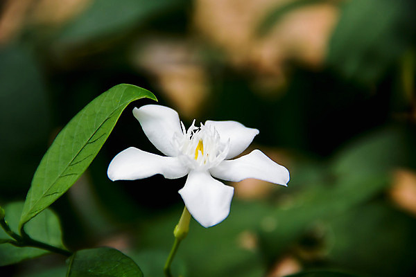 포토 JPG 해외이미지 나무 식물 꽃 백그라운드 잎 꽃무늬 자연 사람없음 야외 초록색 빛 태양 환경 정원 스파 봄 벚꽃 흰색 신선 라일락 내추럴 해외202004 해외포토 자연요소 계절 컬러 무늬 생태계 파일형식 이미지허브