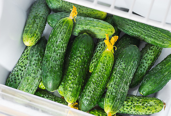 포토 JPG 해외이미지 식물 계절 음식 농업 다이어트 채소 재료 오이 건강 요리 사람없음 목재 초록색 여름 쇼핑 농장 마을 상점 주방 식사 저녁식사 샐러드 수확 신선 그룹 시장 맛 구매 농부 수집 먹기 상쾌 유기농 날것 내추럴 숙성 채식주의자 비건 해외202004 해외포토 나무 직업 웰빙 감정 산업 컬러 컨셉 모션 채식 파일형식 이미지허브