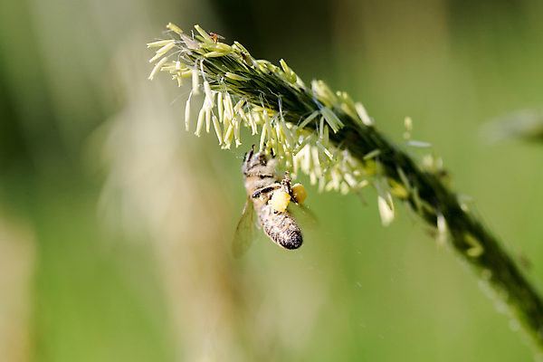 포토 JPG 해외이미지 식물 꽃잎 꽃 음식 곤충 백그라운드 농업 날개 모션 자연 따뜻함 사람없음 초록색 여름 태양 농장 노란색 정원 봄 추위 벚꽃 닫기 벌레 꿀벌 수분 벌 수집 유기농 바쁨 꽃가루 꿀 마야 벌집 효율 해외202004 해외포토 자연요소 동물 웰빙 계절 산업 컬러 컨셉 벌_곤충 가루 생태계 마야문명 파일형식 이미지허브