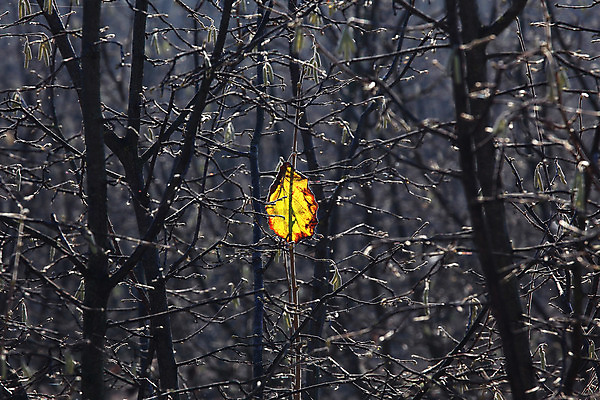 포토 JPG 해외이미지 나무 식물 계절 유럽 잎 자연 사람없음 야외 목재 노란색 이탈리아 가을 나뭇가지 고독 파편 숲 묘사 내추럴 해외202004 해외포토 감정 나라 컬러 재료 생태계 파일형식 이미지허브