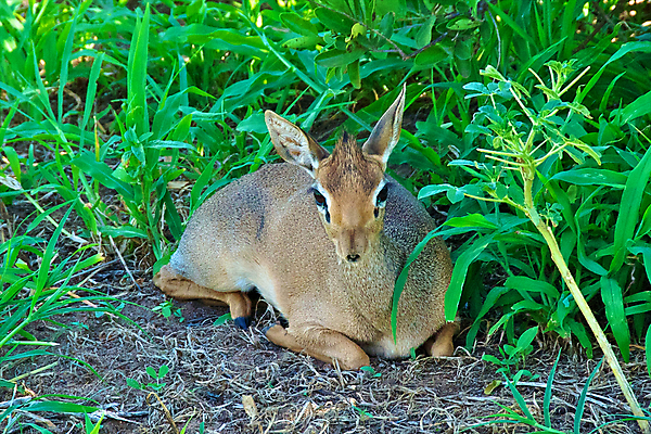 포토 JPG 해외이미지 동물 한마리 응시 야생동물 자연 국립공원 사람없음 야외 갈색 해외202004 해외포토 1 시선 공원 컬러 생태계 파일형식 이미지허브