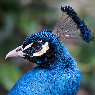 포토 JPG 해외이미지 야생동물 자연 조류 서기 사람없음 초록색 여름 머리 정원 회색 흰색 역사 공작 정상 인도인 깃털 싱글 목 내추럴 동물상 전국 해외202004 해외포토 외국인 동물 계절 컬러 모션 동양인 신체부위 조형물 생태계 파일형식 이미지허브