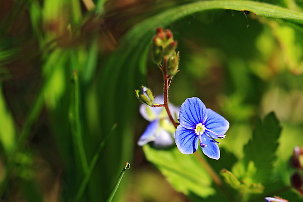 포토 JPG 해외이미지 식물 응시 꽃잎 꽃 줄기 백그라운드 꽃무늬 밭 자연 하늘 추상 풍경 잔디 사람없음 초록색 여름 파란색 태양 노란색 정원 봄 가을 시골 개화 저녁 허브 생물학 아로마 시트 해외202004 해외포토 자연요소 시선 계절 교육 컬러 무늬 농업 야간 생태계 파일형식 이미지허브