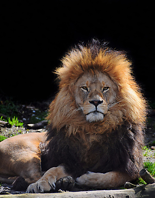 포토 JPG 해외이미지 동물 한마리 야생동물 포유류 휴식 앉기 근접촬영 사람없음 사자 육식동물 갈기 숫사자 해외202004 해외포토 1 뷰포인트 컨셉 모션 수컷 파일형식 이미지허브