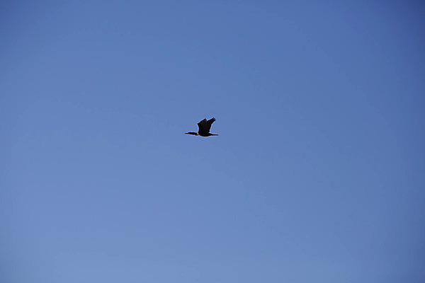 포토 JPG 해외이미지 동물 응시 호수 야생동물 바다 과학 여행 백그라운드 날개 자연 조류 낚시 불꽃 건조 풍경 사람없음 야외 물 강 갈색 환경 항구 검은색 다양 나뭇가지 관찰 연못 닫기 습지 깃털 생물학 부리 운하 목 물새 석호 생태학 웅장함 해외202004 해외포토 자연요소 나무 시선 교육 컬러 다수 교통시설 모션 불 레저 신체부위 생태계 파일형식 이미지허브