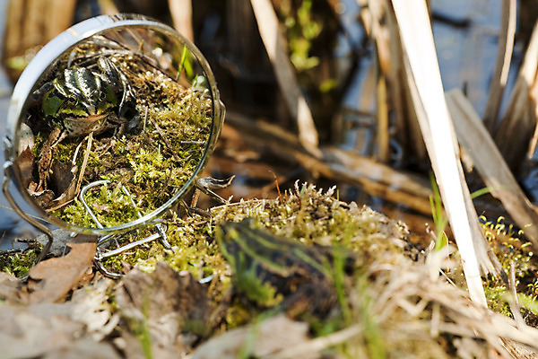 포토 JPG 해외이미지 동물 자연 추상 건조 개구리 양서류 갈대 이끼 사람없음 초록색 물 반사 거울 연못 편지 동물상 해외202004 해외포토 자연요소 식물 컬러 무늬 조형물 생태계 파일형식 이미지허브