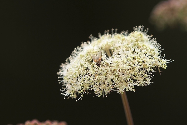 포토 JPG 해외이미지 꽃 노르웨이 사람없음 여름 해외202004 해외포토 식물 계절 유럽 파일형식 이미지허브