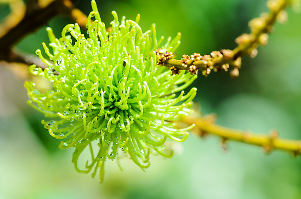 포토 JPG 해외이미지 식물 계절 줄기 농업 과일 자연 추상 새로움 사람없음 야외 가로 초록색 물 빛 햇빛 정원 성장 나뭇가지 신선 닫기 떨어짐 이슬 작음 과수원 다발 빗방울 순수 시작 날것 부드러움 내추럴 강렬 처음 취급주의 해외202004 해외포토 자연요소 나무 산업 컬러 컨셉 무늬 모션 경고 태양 감각 비_날씨 크기 생태계 파일형식 이미지허브